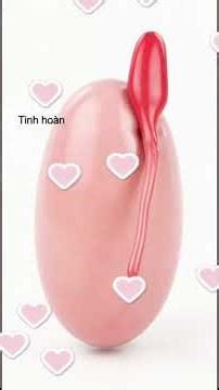 Xoắn phần phụ tinh hoàn ở trẻ: Cảnh báo từ bác sĩ