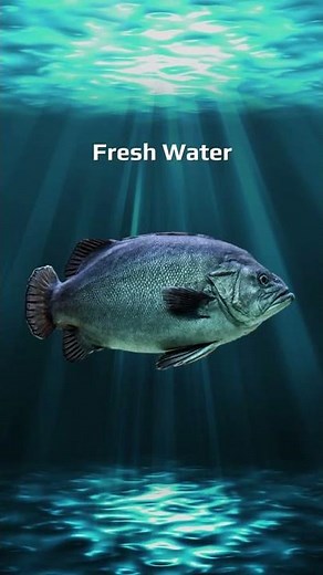 Do Fish Drink Water? / Short Version