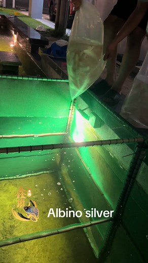 Albino Silver Arowana Care and Management