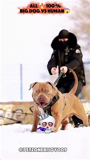 Big Dog vs Human 😱💀 बड़ा कुत्ता बनाम इंसान || #biggboss #shorts #youtubeshorts