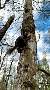 133K views · 7.8K reactions | Bushy Ears the squirrel watched me feeding the birds and wanted a snack, this time he didn’t bite me. | Squirrels by Fotoscenen | Facebook