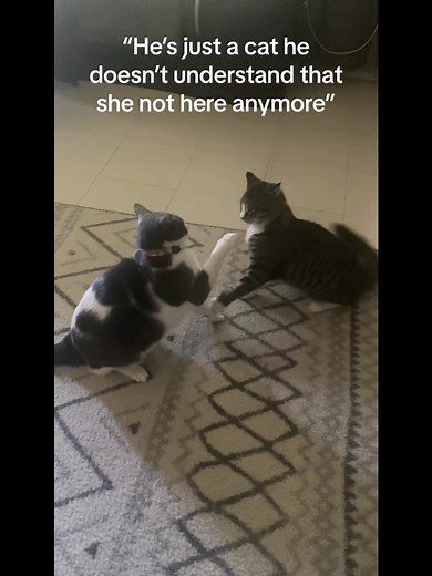 Dealing with Loss: Coping with the Death of a Beloved Cat