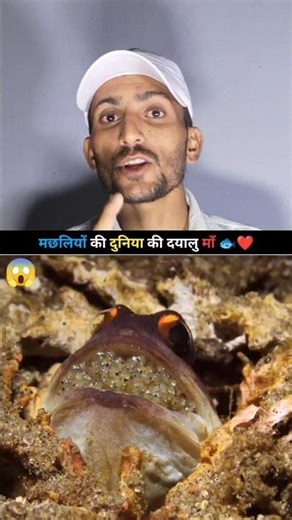 Mouthbrooder Fish 🐠 l #shortvideo