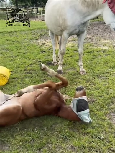 Playful horse moments that show just how hilarious and lovable they can be. #funnyhorses #HorseLife #AnimalComedy #cuteanimals #PetLaughs | Fish & Funnies