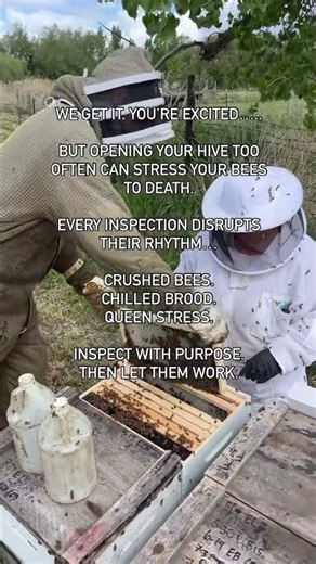 Are You Checking Your Beehive Too Often? (Most Beginners Do This)