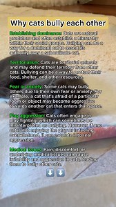 55K views · 184 reactions | Keep in mind that every cat is different, and what drives bullying behavior in one cat may not be the same for another. If you're experiencing problems with cat bullying in your household, it's best to consult with a veterinarian or animal behaviorist for personalized advice. #catsofinstagram #CatsOfFacebook #catmom #catbehavior | purrfectinfluencer | Facebook
