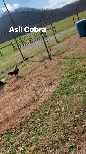 173K views · 6.8K reactions | Asil Cobra | Rancho Illinois | Facebook