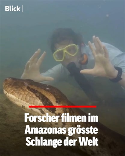 🇧🇷🐍 Der holländische Wildtier-Forscher Freek Vonk macht im brasilianischen Amazonasgebiet eine sensationelle Entdeckung: Ihm und seinem Team gelingt es, die grösste Schlange der Welt zu filmen. Die Grüne Anakonda ist acht Meter lang und 200 Kilo schwer. | Blick