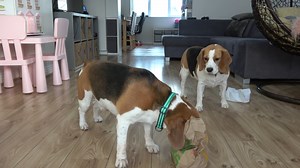 150K views · 3.5K reactions | Every beagle owner knows it is a stupid idea: Leaving my beagle dogs alone with McDonald's burgers for 15 Minutes | Charlie the beagle and Laura Olivia | Facebook