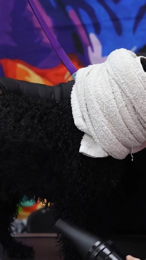 Happy Early Birthday Oreo! #lespoochs #magixshears #gooddog | The Dashing Dog Parlour Fort Mill