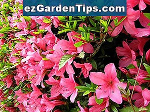 Cómo cultivar las azaleas de las semillas 🌱 Tips Jardineros - Es.ezGardenTips.com