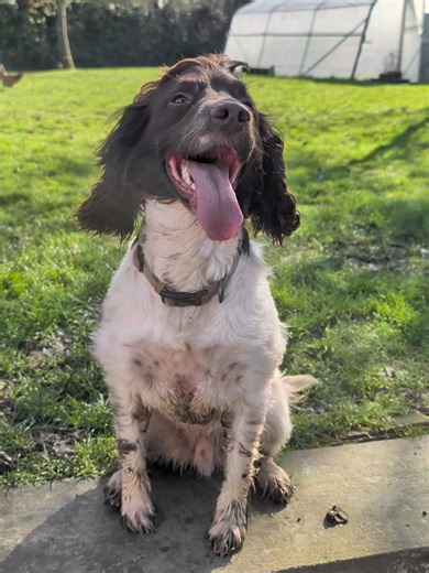 Differences Between English Springer and Sprocker Spaniels