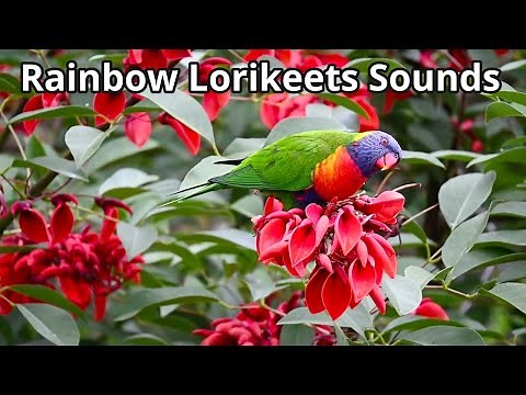 Rainbow Lorikeets Sounds - a compilation of videos #lorikeetsounds