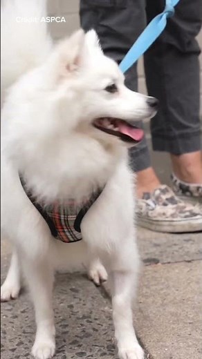 STUDY: Nearly 6,000 animal cruelty rescues made in NYC over 9 years