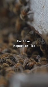 5.3K views · 32 reactions | We’re sharing some of our favorite fall hive inspection tips to help your colony thrive as the weather cools down. ❄️ Have a go-to fall inspection tip? Share it in the comments. We’d love to hear how you prep your hives for the season!  #beekeeping #beekeepingtips #hiveinspections | Mann Lake Bee & Ag Supply | Facebook