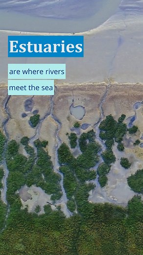 Estuaries—where salty seawater mixes with fresh water draining from the land—provide homes for fish and wildlife. In fact, most of the fish and shellfish we eat spend some or all of their lives in estuaries. The Chesapeake Bay (the largest estuary in the United States) produces a whopping 500 million pounds of seafood each year! From supporting millions of jobs, to filtering our water and protecting coasts from storms, to tourism, shipping, and more, estuary habitats do it all. This Estuaries We