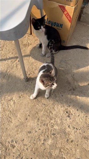 Most friendliest Cats i have ever seen