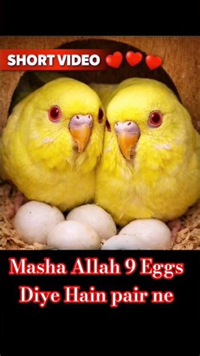 Parrots Breeding Progress | 9 Eggs Parrots Complete Journey🦜🦜#viralvideo #bird #parrotbreeding