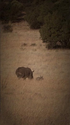 Hunting Safari Highlight #hunting #cinematicadventures #huntingboots