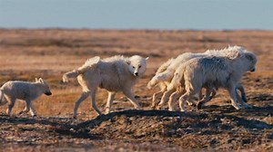 Arctic wolves' harsh lives on Ellesmere Island