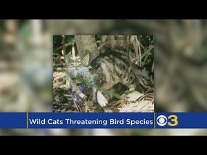 Cats Killing Millions Of Birds, Threaten Extinction, Study Finds