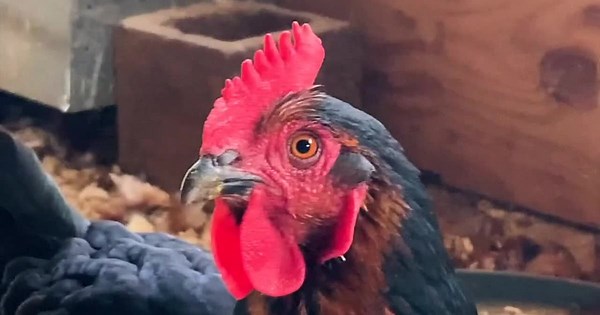 Should Wisconsin allow backyard chickens? Bill would allow them in every municipality