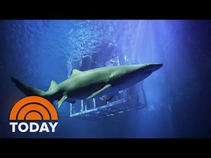Swimming with sharks: Go inside the Georgia Aquarium