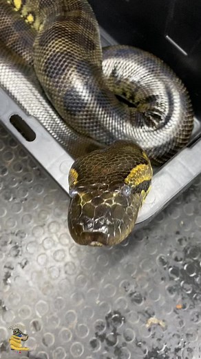 Captivating Python Handling: Discover Its Unique Patterns