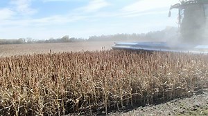 Milo harvest. Not what the header is intended to harvest but it has been done. Video was taken in 2013 around Hutchinson, KS. | Shelbourne Reynolds
