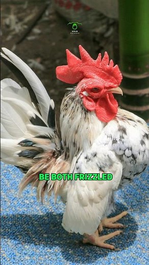 The Smallest Chicken With Big Personality | Serama Chicken