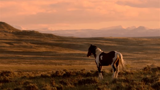 'Wild Beauty' Filmmakers on What Humans Can Learn From Horses