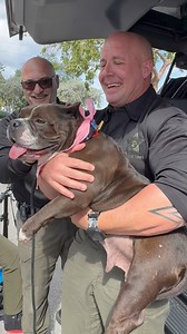 Taylor’s wildest dreams have come true! 🥰 From being discarded and abused to finding her happily ever after, meet Taylor Swift – the pup who’s shown us just how strong and resilient love can be. 💖 Once a victim of cruelty and neglect, Taylor spent her life being used for breeding, her puppies sold for profit while she endured the heartbreaking toll of repeated pregnancies. She bears the scars of a past no dog should ever know—both physical and emotional. But despite it all, Taylor never lost h