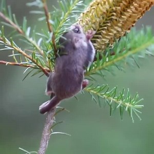 797K views · 10K reactions | Happy Friday.  Meet Thumbelina, the Australian Reptile Park's new feathertail glider. These gliders are the world’s smallest marsupial, but that doesn't stop them from gliding up to 25 metres from tree to tree.   Read our comprehensive guide to Australia's adorable gliders here: https://bit.ly/3uVbVTt | Australian Geographic | Facebook