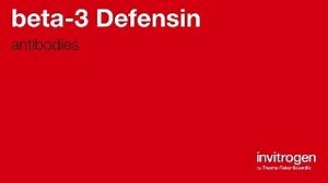 Anti-beta-3 Defensin Antibodies | Invitrogen