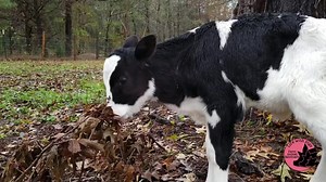 10K views · 1K reactions | Bestie Cows: The story of Jenna first best cow pal Winnie. After Jenna was rescued from a dairy farm we knew we had to rescue her a bear cow pal. And we heard about Winnie who was born on a beef farm and had a bad back leg. When Winnie arrived, Jenna wasn’t sure what to make of her. Jenna probably thought of herself as part human after spending all day everyday with me but she quickly realized how much she loved her pal Winnie. | Life With Pigs | Facebook