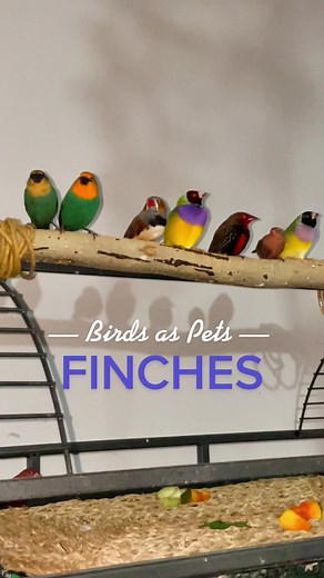 Pet Finches: A Guide to Keeping These Colorful Birds as Pets