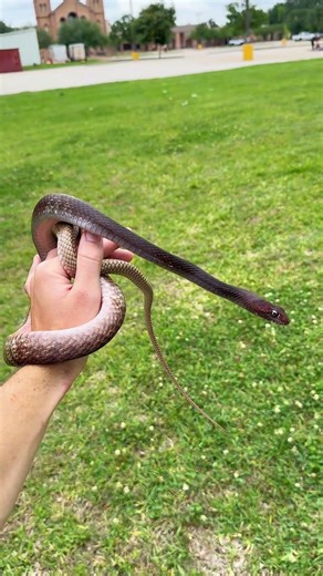 Eastern Coachwhip Found in Friendswood, Texas 🐍