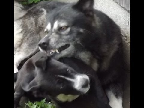 Dog Fight! Boxer VS Wolf!