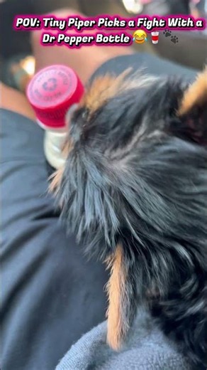 POV: Tiny Piper Picks a Fight With a Dr Pepper Bottle 😂🥤🐾