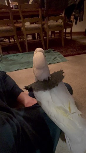 94K views · 2.8K reactions | The world is falling apart and I’m over here arguing with my parrot about her bedtime 臘‍♀️ #cockatoo #parrot #cuteanimals #bedtime #adoptdontshop #mygirl | The Parrot Lady | Facebook
