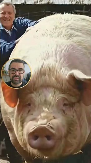 The 1-ton pig