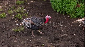 Turkey Male Gobbler Breeding Display Strutting Tail Feathers Spread in Forest. A close up of beautiful, large, male wild turkey grazing near the farm