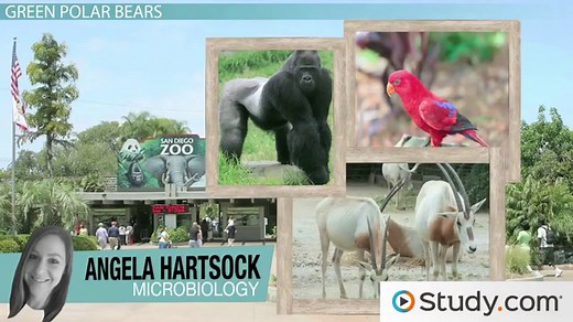 Algae | Definition, Characteristics & Examples