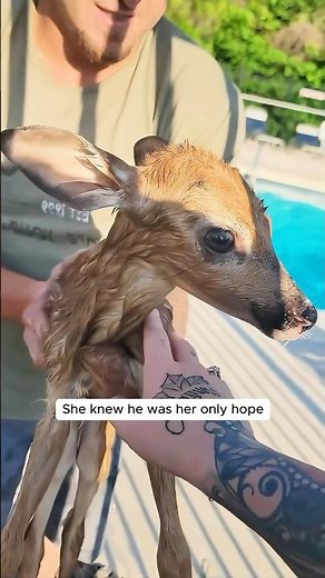 This family found a baby deer struggling in the pool and then...