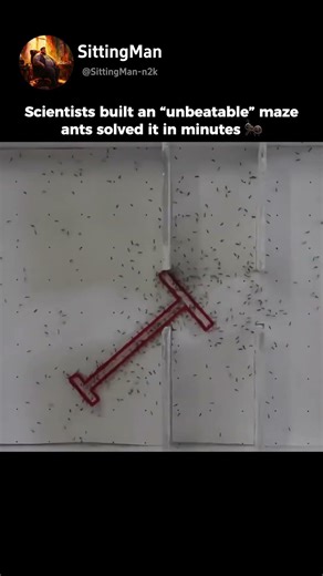 An “unbeatable” maze shocked scientists when ants cracked it in minutes.