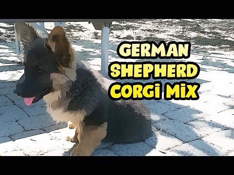 German Shepherd Corgi Mix