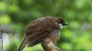 Wild white-throated laughingthrush, pterorhinus albogularis spotted perching on tree branch in high alert, observing the surroundings, the bird with serious feathers loss in neck area, close up shot.