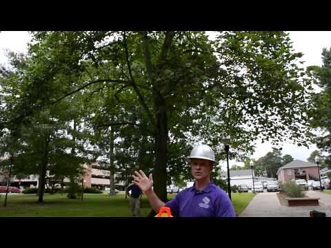 How to measure the average crown diameter of a tree