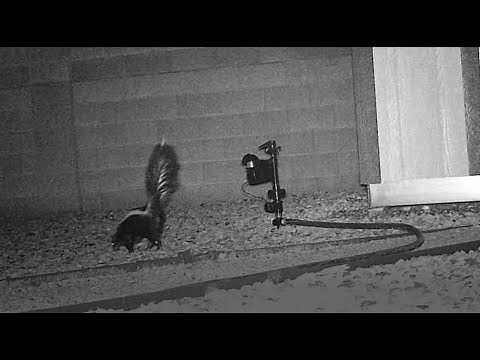 Skunks Sprayed by Me (Orbit Yard Enforcer In Action)