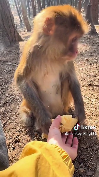 Funny Monkey Moments: Bath Time Antics